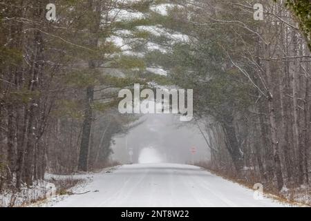 Traversez un tunnel de pins blancs de l'est sur une route arrière dans le centre du Michigan, aux États-Unis Banque D'Images