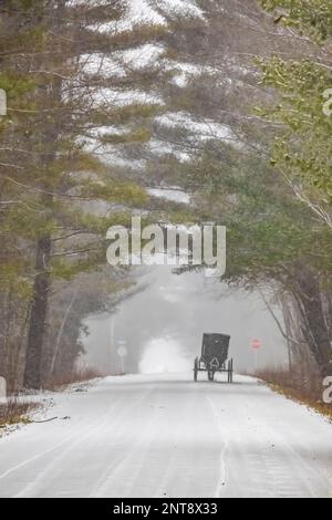 Buggy Amish traversant une forêt de pins tranquille pendant une tempête de neige sur une route arrière dans le centre du Michigan, aux États-Unis Banque D'Images