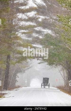 Buggy Amish traversant une forêt de pins tranquille pendant une tempête de neige sur une route arrière dans le centre du Michigan, aux États-Unis Banque D'Images