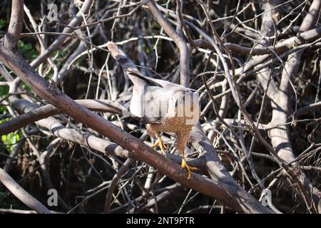 Le faucon de Cooper ou Accipiter cooperii perching dans un arbre au ranch d'eau riveraine en Arizona. Banque D'Images