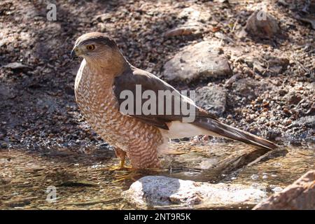 Le faucon de Cooper ou Accipiter cooperii debout dans un ruisseau au ranch d'eau riveraine en Arizona. Banque D'Images