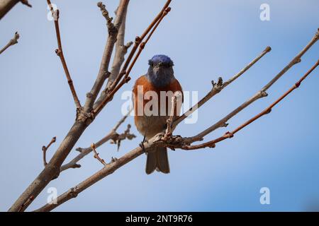 Un oiseau bleu de l'Ouest ou Sialia Mexicana perçant dans un arbre au parc Green Valley de Payson, en Arizona. Banque D'Images