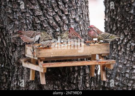 Troupeau de feuilles de Cassin et de siskins de pin se nourrissant d'un mangeoire à oiseaux dans une cour de Payson, Arizona. Banque D'Images