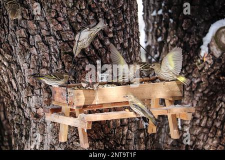 Troupeau de pins de siskins ou de Carduelis pinus se nourrissant à un alimenteur de semences dans une cour de Payson, en Arizona. Banque D'Images