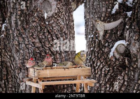 Troupeau de pins de siskins, de finches de Cassin et d'un grosebeak du soir se nourrissant d'un alimenteur de graines dans une cour de Payson, en Arizona. Banque D'Images