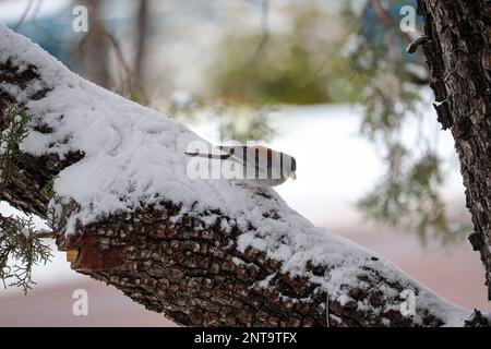 junco aux yeux sombres ou Junco hyemalis perçant sur une branche de genévrier dans une cour de Payson, Arizona. Banque D'Images