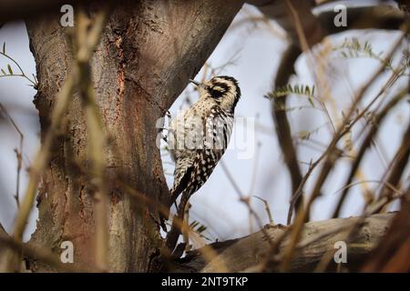 Pic à bois femelle à dos en échelle ou Picoides scalaris qui percent sur le côté d'un arbre de Mesquite au ranch d'eau riveraine. Banque D'Images