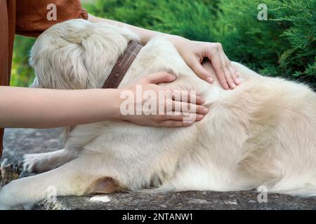 Femme vérifiant la peau du chien pour des tiques à l'extérieur, gros plan Banque D'Images