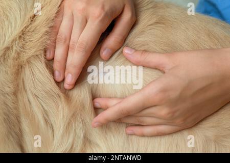 Femme vérifiant la peau du chien pour des tiques, gros plan Banque D'Images