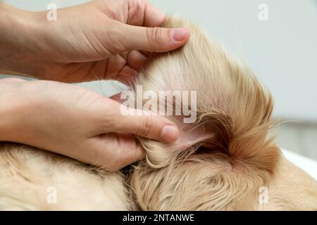 Femme vérifiant l'oreille du chien pour les tiques sur fond flou, gros plan Banque D'Images