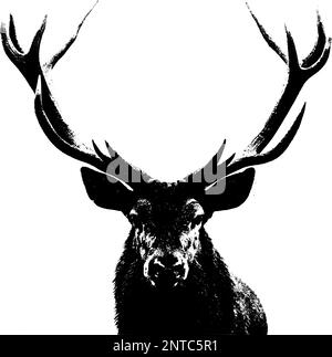 Portrait de la tête et des bois de cerf rouge (Cervus elaphus) isolés sur fond blanc. Illustration de Vecteur