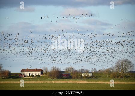 Bernache du Canada (Branta canadensis) et Bernache de Barnacle (Branta leucopsis) volant dans des troupeaux sur la mer des Wadden, Schleswig-Holstein, Allemagne Banque D'Images