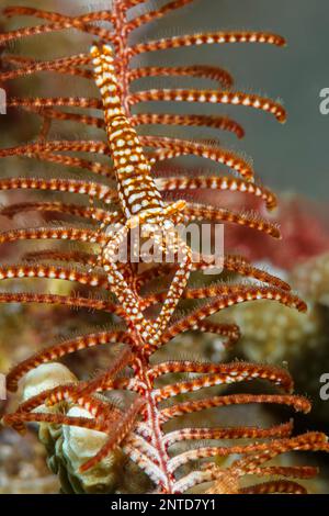 Crevettes crénoïdes léopard, Laomenes pardus, Padang Bai, Bali, Indonésie, Pacifique Banque D'Images
