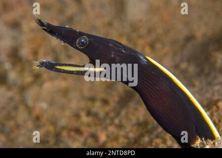 Eel de ruban bleu juvénile, Rhinomuraena quaesita, Tulamben, Bali, Indonésie, Pacifique Banque D'Images