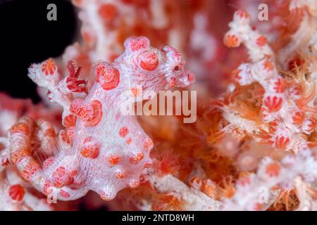 Hippocampe pygmée de Bargibant, Hippocampus bargibanti, Tulamben, Bali, Indonésie, Pacifique Banque D'Images