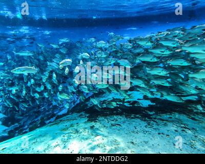 Selfies sous-marins à Silver Glen Springs en Floride Banque D'Images