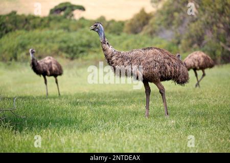 Emu (Dromaius novaehollandiae), adulte à la recherche de nourriture, Phillip Island, Gippsland, Victoria, Australie Banque D'Images