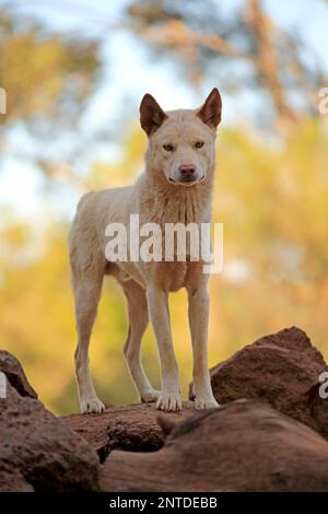 Dingo (Canis familiaris dingo), adulte sur le rocher, Phillip Island, Gippsland, Victoria, Australie Banque D'Images