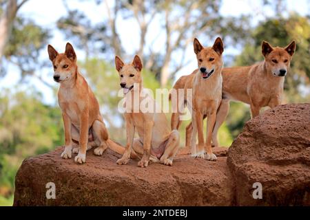 Dingo (Canis familiaris dingo), pack d'adultes sur le rocher, Phillip Island, Gippsland, Victoria, Australie Banque D'Images