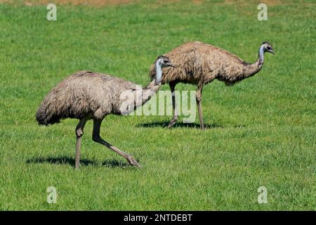 Emu (Dromaius novaehollandiae), couple adulte à la recherche de nourriture, Phillip Island, Gippsland, Victoria, Australie Banque D'Images