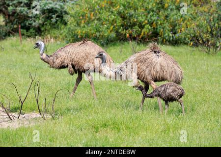 Emu (Dromaius novaehollandiae), couple adulte avec jeunes à la recherche de nourriture, Phillip Island, Gippsland, Victoria, Australie Banque D'Images