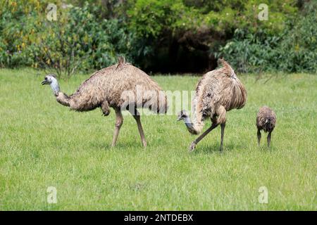 Emu (Dromaius novaehollandiae), couple adulte avec jeunes à la recherche de nourriture, Phillip Island, Gippsland, Victoria, Australie Banque D'Images