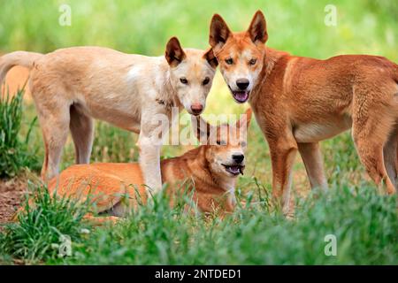 Dingo (Canis familiaris dingo), groupe d'adultes, Phillip Island, Gippsland, Victoria, Australie Banque D'Images