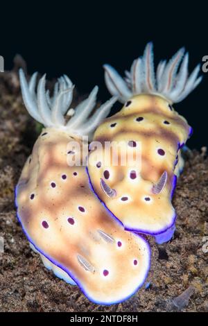 Limaces de mer ou Nudibranchs, Hypselodoris tryoni, Tulamben, Bali, Indonésie, Pacifique Banque D'Images