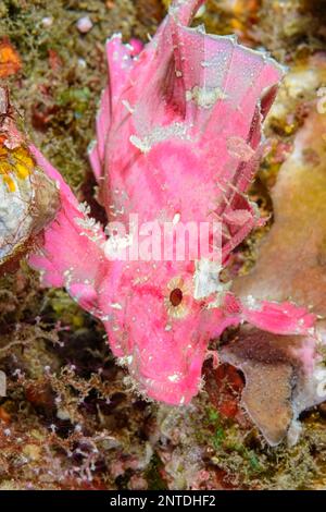 Scorpionfish à feuilles, Taenianotus triacanthus, Tulamben, Bali, Indonésie, Pacifique Banque D'Images