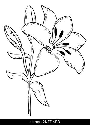 Dessin à la main fleur de lys fleuris avec le bourgeon et les feuilles. Illustration vectorielle. Fleur de jardin ligne. Pour le design, la décoration et l'impression Illustration de Vecteur