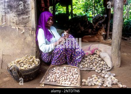 Une vieille main de femme tenant une noix de bétel ou une noix d'arec (Areca catechu) et en enlevant la cosse à Attapadi, Kerala, Inde, Asie Banque D'Images