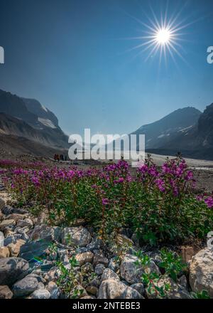 Paysage de montagne rocheuse avec des fleurs en Alberta au glacier Athabasca Banque D'Images