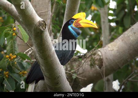 Une femelle de charme (Rhyticeros cassidix) sur un figuier dans une zone de forêt tropicale près du mont Tangkoko et de Duasudara à Bitung, au nord de Sulawesi, en Indonésie. Banque D'Images