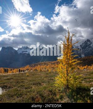 Larches dorées dans le parc national de Banff avec paysage de montagnes rocheuses Banque D'Images
