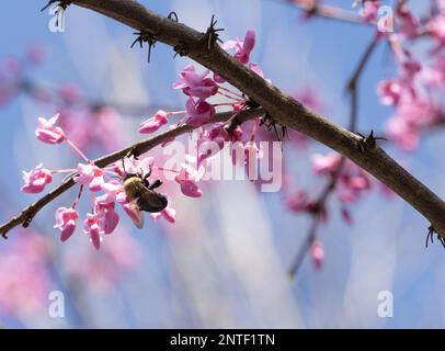 Bumblebee recueillant du pollen d'une fleur rose sur un arbre de Redbud de l'est au printemps. Photographié avec une faible profondeur de champ. Banque D'Images