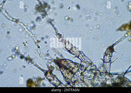 micro-organismes du sol, y compris le nématode, les microarthropodes, les micro-arthropodes, le tardigrade et les rotifères un échantillon de sol, un champignon du sol et des bactéries sur un regène Banque D'Images