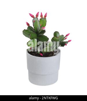 Belle fleur Schlumbergera (cactus de Noël ou de Thanksgiving) isolé sur blanc Banque D'Images