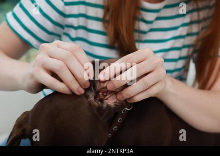 Femme examinant l'oreille de son chien pour des tiques, gros plan Banque D'Images