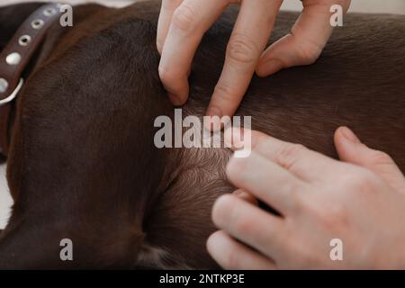 Femme examinant la peau de son chien pour des tiques, gros plan Banque D'Images