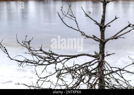 Sécher la branche de pin sur fond de glace légère Banque D'Images