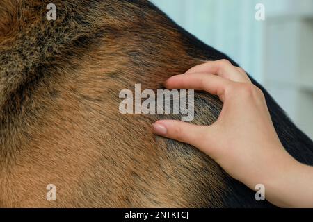 Femme vérifiant la peau du chien pour des tiques, gros plan Banque D'Images