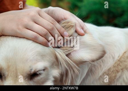 Femme vérifiant l'oreille du chien pour les tiques sur fond flou, gros plan Banque D'Images