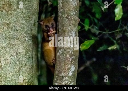 Brushtail possums assis dans un arbre et manger un Péanut, Australie. Banque D'Images