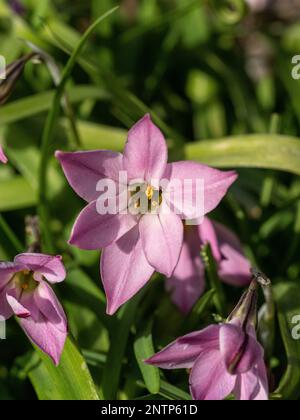 Une fleur en forme d'étoile de l'étoile de printemps Ipheion uniflorum 'Charlotte Bishop' Banque D'Images