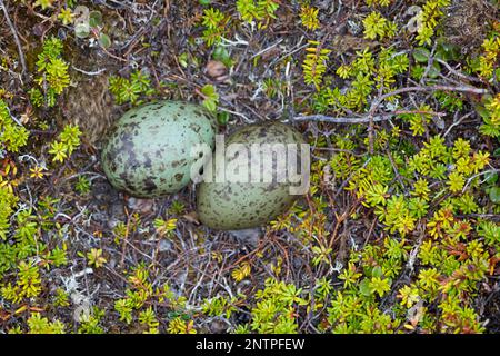 Färentän, Färentän, Gelege, Nest, IE, Eier in der Tundra, Raubmöwe, Raubmöwen, Stercorarius longicaudus, skua à queue longue, ja à longue queue Banque D'Images