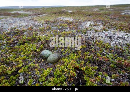 Färentän, Färentän, Gelege, Nest, IE, Eier in der Tundra, Raubmöwe, Raubmöwen, Stercorarius longicaudus, skua à queue longue, ja à longue queue Banque D'Images