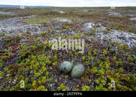 Färentän, Färentän, Gelege, Nest, IE, Eier in der Tundra, Raubmöwe, Raubmöwen, Stercorarius longicaudus, skua à queue longue, ja à longue queue Banque D'Images