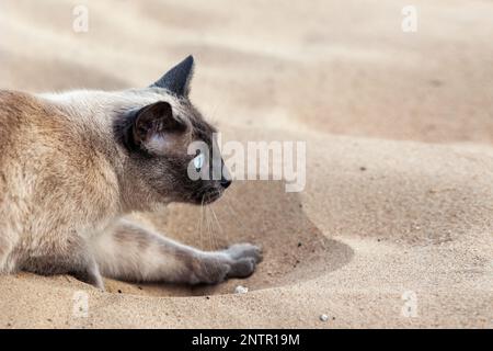 Gros plan de la tête de chat thaïlandais à l'extérieur, sur le sable. Copier l'espace Banque D'Images