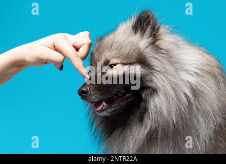 Main en contact avec le visage du chien de race de loup spitz ou keeshond sur fond bleu Banque D'Images