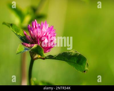 fleur de trèfle rouge violet avec feuilles vertes sur un pré. Plante médicinale de la nature. Photo de fleur Banque D'Images